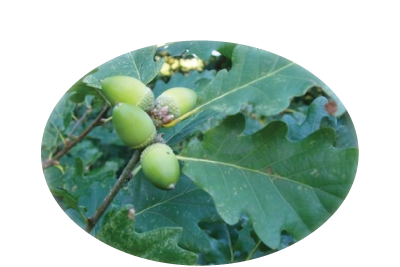 Argoed Community Council